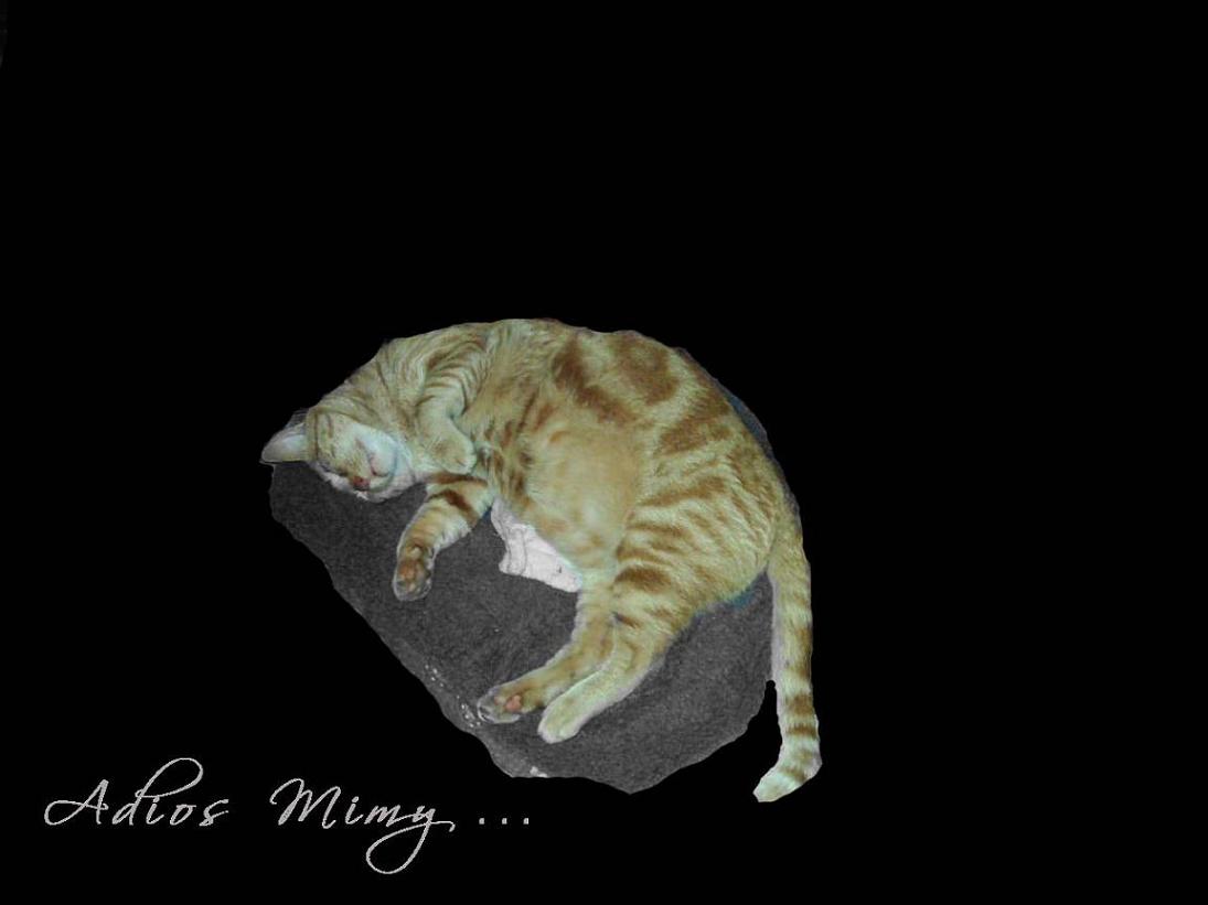 En El Cielo De Los Gatitos Guatones... :(